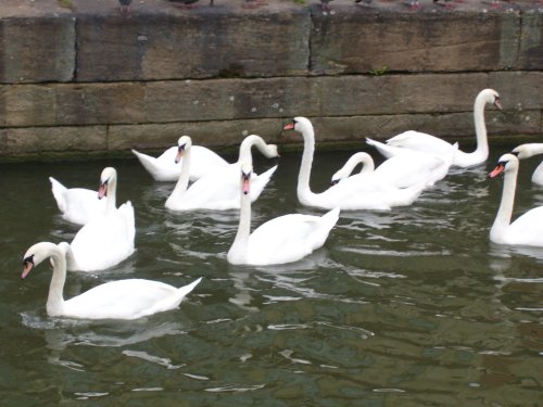 Swans on Whitham River, Lincoln