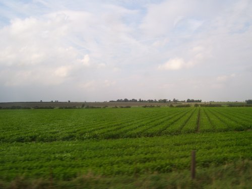 Pasture near Nottingham