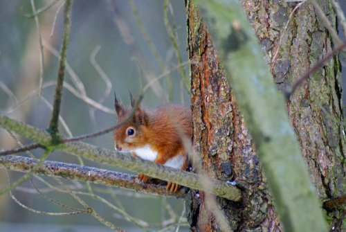Red Squirrel eating a nut... -  -  - taken at Talkin Tarn country park