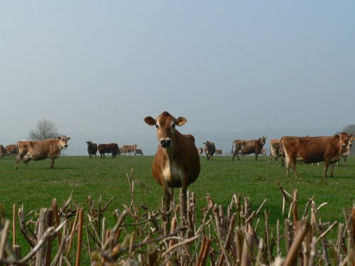 cows being nosey, on the Somerset/Devon border