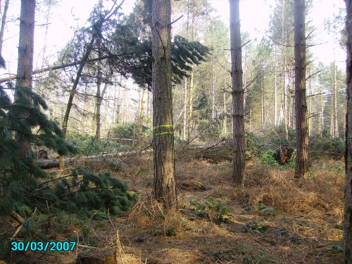 A picture of Clumber Country Park