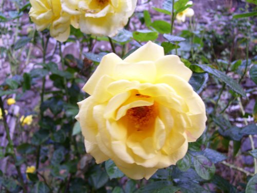 Stirling Castle roses, Stirling, Scotland