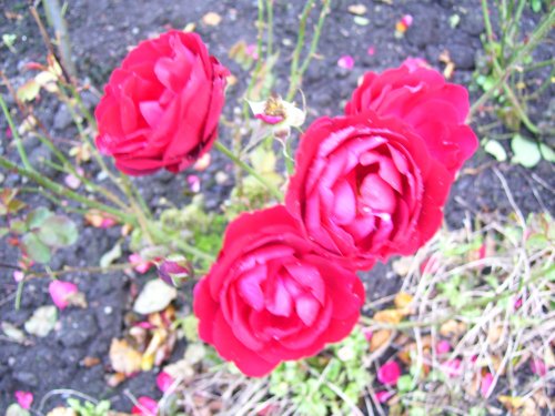 Stirling Castle roses, Stirling, Scotland