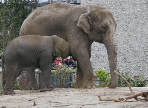 A picture of Chester Zoo