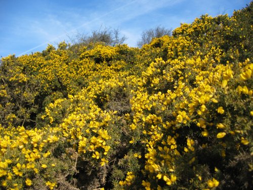 Gorse bushes in flower, Great Longstone