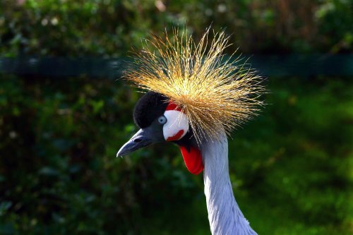 Crested Crane at Martin Mere WWT, Burscough, Lancashire