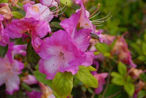 Exbury Gardens - Flower