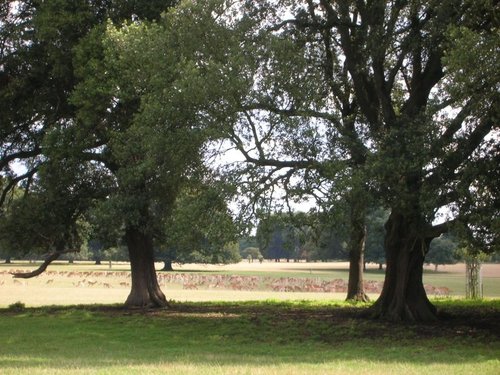 Holkham Hall Gardens - Norfolk