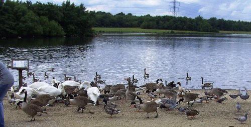Rother Valley Country Park, South Yorkshire