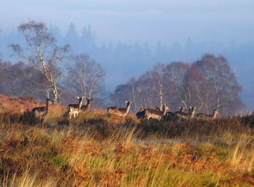 Deer on  Cannock Chase