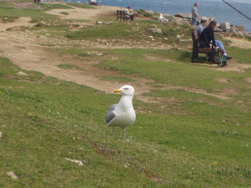 Seagulls at Portland Bill