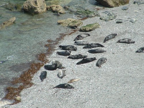 Close up of the seals on Godvery Beach, Cornwall