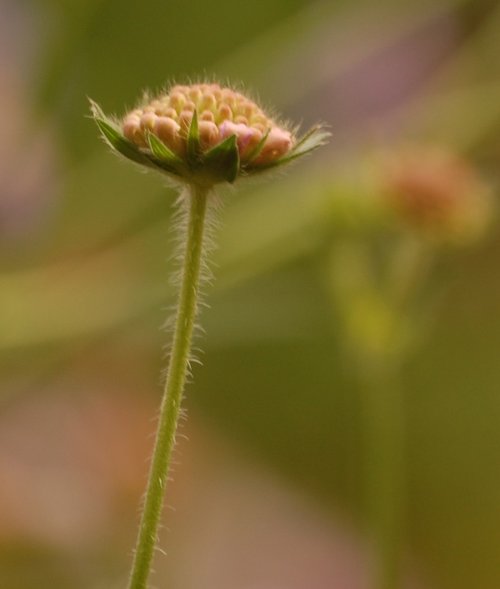 Solo flower, Botanical gardens, Birmingham.