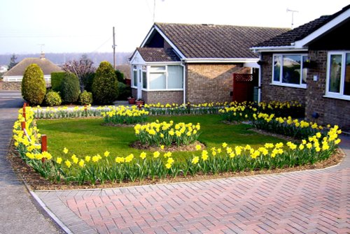 Daffodils