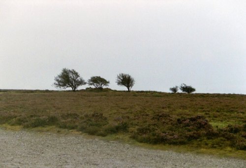 Exmoor trees, Exmoor National Park, Devon