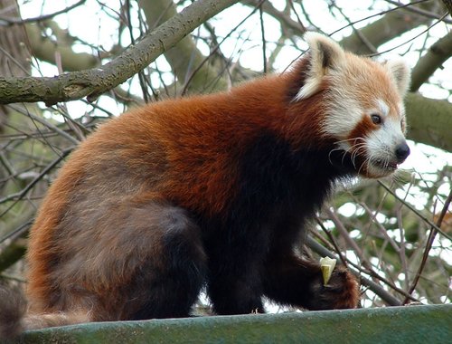 Red Panda at Thrigby Hall