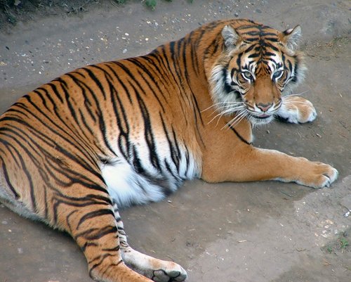 Tiger at Thrigby Hall