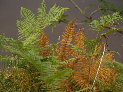 Bracken, Lake Vyrnwy