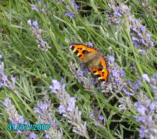 Butterfly in Worksop, Nottinghamshire