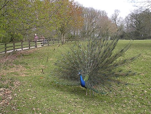 Arlington Court. Devon