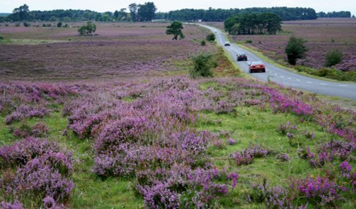 New Forest