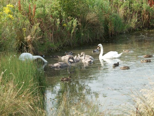 Swans and Signets at Waters Edge Country Park, Barton upon Humber, Lincolnshire