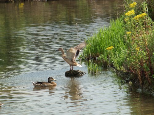 Wildlife at Waters Edge Country Park, Barton upon Humber, Lincolnshire