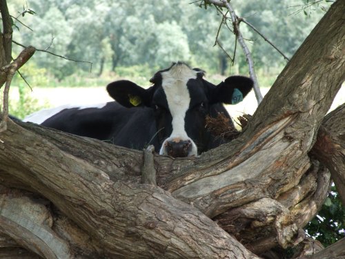 Hide & Seek in Flatford, Suffolk