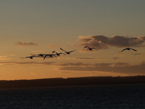 Swans in Flight