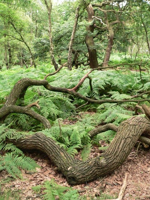 Fallen branches lying in bracken, Cannock Chase Country Park, Cannock, Staffordshire