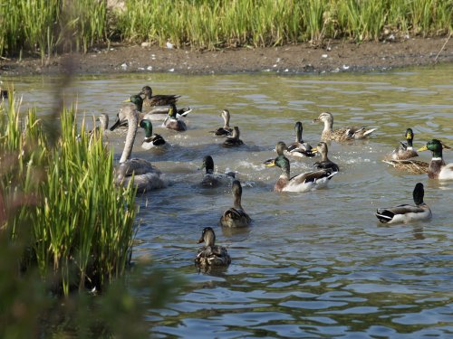 Waters Edge Wild Fowl