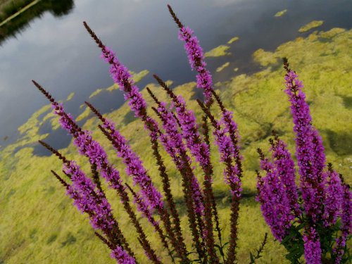 Purple Loosestrife, nature reserve near Hillesden, Bucks