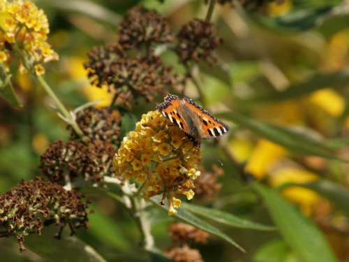 Large Tortoiseshell butterfly, Steeple Claydon, Bucks