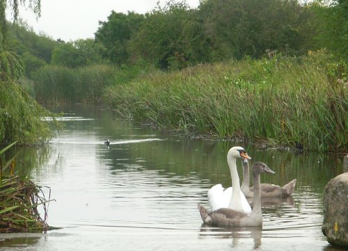 Swans on Grantham Canal in September at West Bridgford, Nottinghamshire