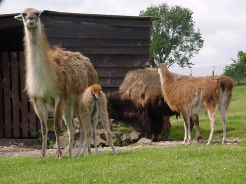 West Midlands Safari Park, Bewdley, Worcestershire