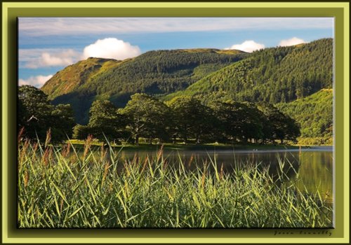 Tall Grass at Bassenthwaite