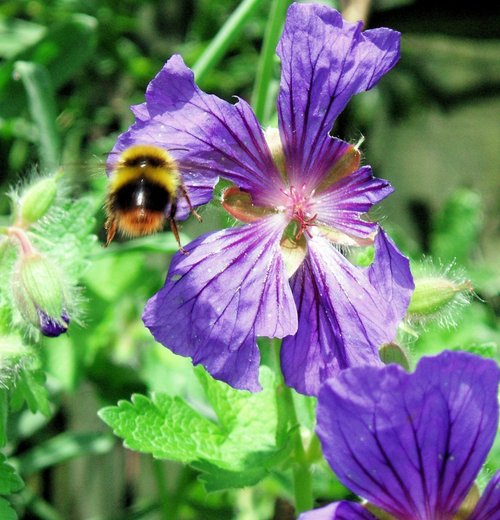 Busy Bee in West Bridgford, Nottinghamshire