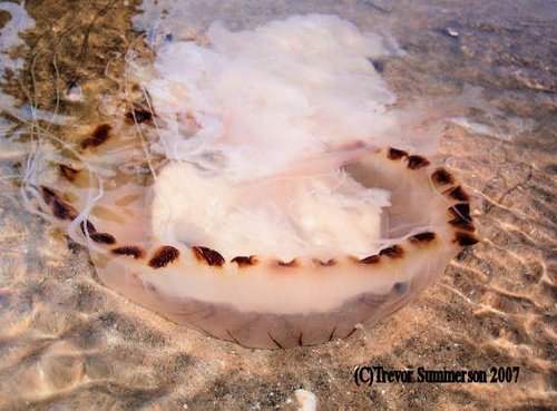 Jelly Fish in Conwy Waters