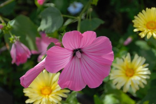 Flower in Needles Park, IOW