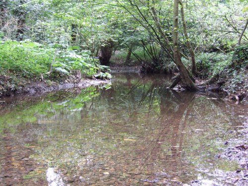 Grace Dieu woods, Thringstone, Leicestershire