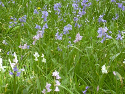 Bluebells (and pink and white) in Belton House grounds in Belton, Lincolnshire