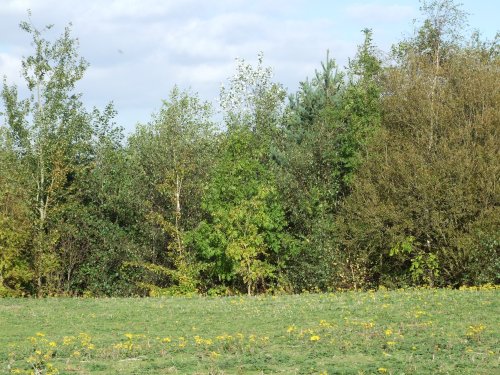 New Lount Nature Reserve, Lount, Leicestershire