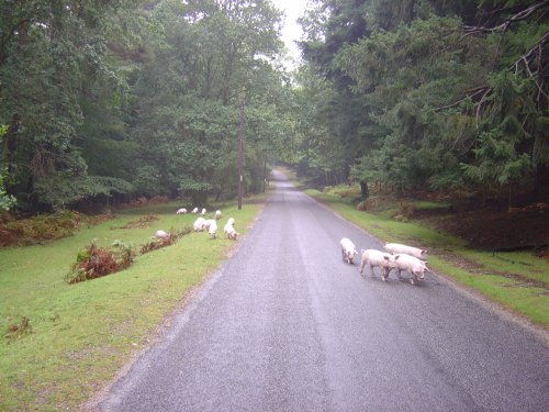 The New Forest (Hampshire)