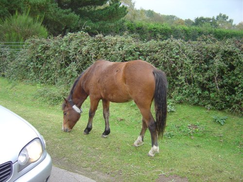 The New Forest (Hampshire)