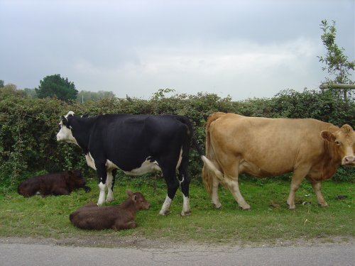 The New Forest (Hampshire)