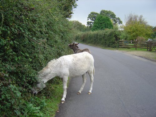 The New Forest (Hampshire)