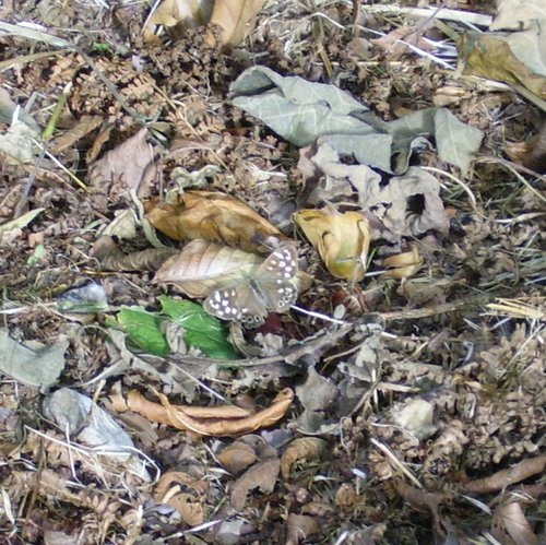 Speckled Wood butterfly