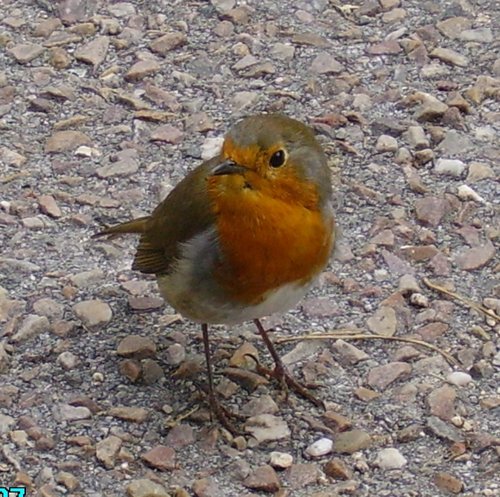 Cheeky Robins