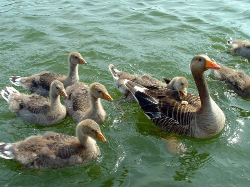 Fritton Lake Country Park, Gorleston-on-Sea, Norfolk