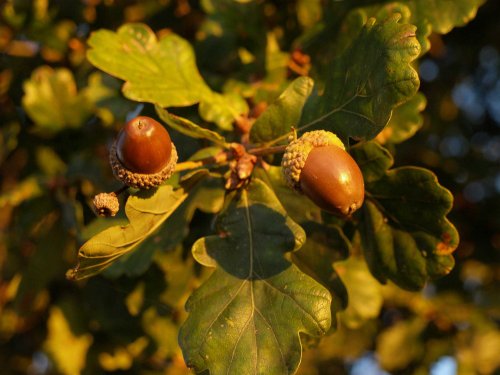 Acorns in evening sunlight, Steeple Claydon, Buckinghamshire